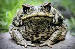 toads